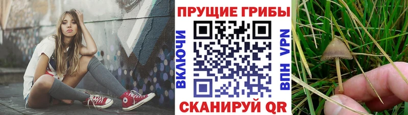 Псилоцибиновые грибы Cubensis  Усть-Илимск 
