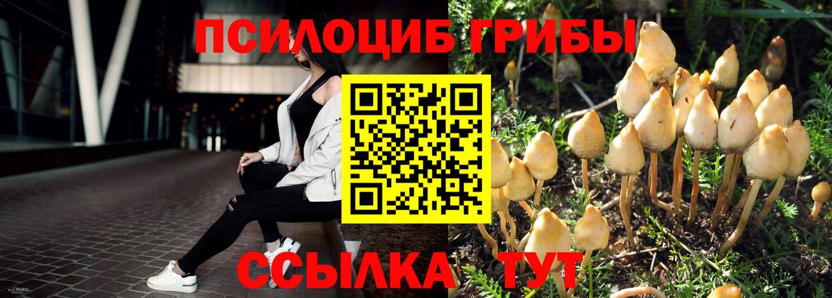 Псилоцибиновые грибы Cubensis  магазин продажи наркотиков  Усть-Илимск  Галлюциногенные грибы MAGIC MUSHROOMS 